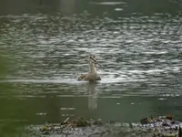 Dunkler Wasserläufer (Jungvogel) 