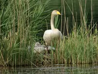 Singschwan (Jungvogel, Nest) 
