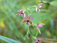 Breitblättrige Stendelwurz (Orchidee) 